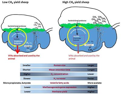 Applications of the Soil, Plant and Rumen Microbiomes in Pastoral Agriculture